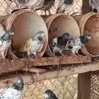 حمام باكستاني فاخر مشاءالله