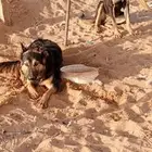 كلاب فرنسيه