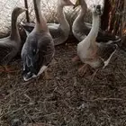 للبيع وز عراقي وبلدي