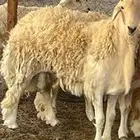 فحل حري فاخر من حلال الدهاسي ف الطايف