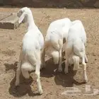 3 خرفان طيبه. تم البيع .تم البيع
