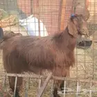 3 معزاء دفيع