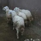 طليان للبيع
