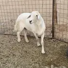 خروف فحل مشروط