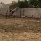 حصان