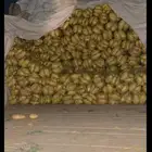 بطاطس للبيع ينبع اسعار جمله للطلب التواصل واتساب