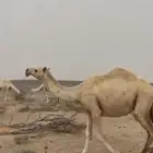 بكره عليانيه جذعه