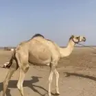 قعود جزر للبيع للتواصل