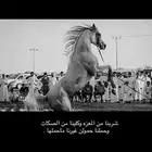 مربط واسطبل السريح علاج تحليق متابعه يومي