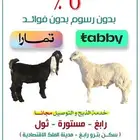 ذبيحتك بالتقسيط تابي و تمارا - رابغ - ثول مستورة