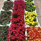 مزرعة الياسمين