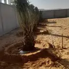 نخل عربي توريد وزرعت نخيل