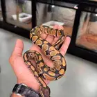 ثعبان بول بايثون