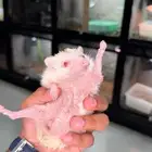 قنفذ اللبينو