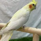 ابغاااء كروان