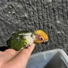مطلووب فرخ كنيور غر