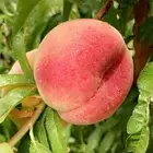 شتلات خوخ كعب الغزال