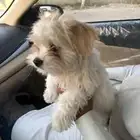 كلب مالتيز جرو كيوت