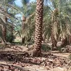 نخل عربي نخل مثمر نخل للبيع