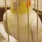 كروان لاتينو هولندي أليف العمر تقريبا سنة معه القفص ذكر