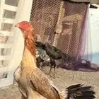 شامو ياباني