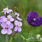 بذور ازهار الوسمي و الربيع البرية