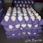 بيض بط مشكل مخصب