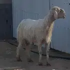 فحل نجدي عيسي صنف
