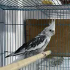 ذكر كروان هولندي