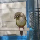 ذكر كنيور اناناس