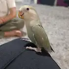 روز اليف تم البيع