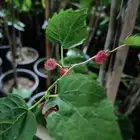 اشجار مثمره حدائق جنة البدر جملة وقطاعي
