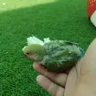 فروخ روز تم البيع