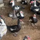 بط مصري شهرمان بح درجه اولى