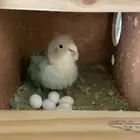 ازواج روز كروان بفروخها