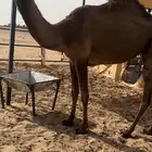 بكره صفرا حقه