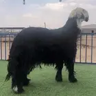 خروف نجدي ادغم عمره جذع الموقع عفيف