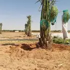 نخل للبيع صقعي اخلاص مجدول سكري روثان خضري مكتومي