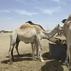 ناقة وشاتيين للبيع ببيشة