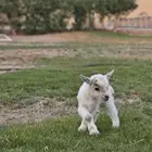 تيس قزمي