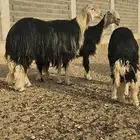 خروف فحل نجدي صنف مشروط