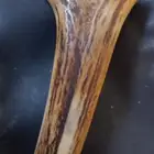 عاج قديم جدا للبيع