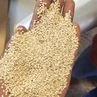 سمسم ابيض قضارف اصلي سوادني للبيع