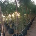 لبيع جميع الاشجار وزراعة المجالس والاستراحات مروركم يشرفنا