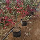 جهنمية متعددة الألوان