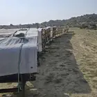 نحل ممتاز للبيع