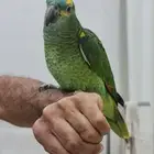 أمازون للبيع