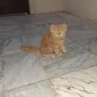 قطه شرازي أمريكي عمرها 3 شهور