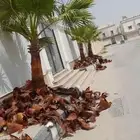 ترتيب وتنسيق الحدائق