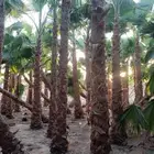 نخيل واشنطونيا